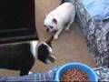 Elmira, the French Bulldog, wants Abraham's Lunch