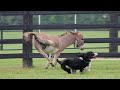 Time Remapping Horses, Dogs & shooting! Time Remapping Horses, Dogs & shooting!