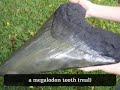 THE BIGGEST SHARK IN THE WORLD ( THE MEGALODON ) THE WORLDS BIGGEST SHARK THE BIGGEST SHARK IN THE WORLD ( THE MEGALODON ) THE WORLDS BIGGEST SHARK