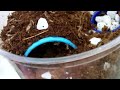 Click here to watch this video My New Tarantulas!