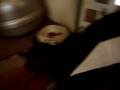 videos de Re: STUPID CAT