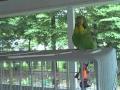 Nigel - New English Budgie