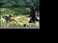 Akha Rice Harvest