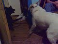 my 3 months old lab molesting a 2 year old white alsation