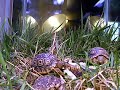 hungry leopard tortoises