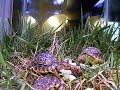 hungry leopard tortoises