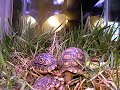 hungry leopard tortoises