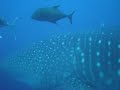 Tiburon Ballena Tiburon Ballena