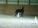 Zeppelin at Painted Acres 2