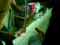 la jarocha de julito la jarocha de julito