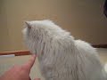 Lmao the Cat!