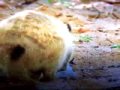 Meerkat Manor Tribute To Mitch