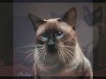 Siamese cat history - Thai cat Siamese cat history - Thai cat