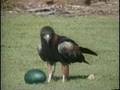 Black Breasted Buzzard - [BroadbandTV]