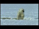 Save The Poler Bears Save The Poler Bears