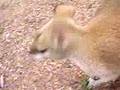 La vidéo du petit Wallaby