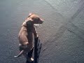 My bit bull prinses