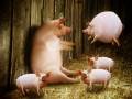 PIGGY POP Cyriak Poptique Sumo.tv Ident