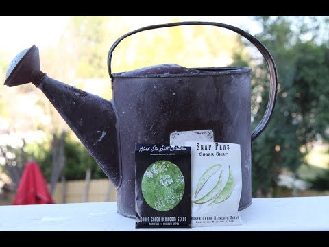 how to fertilize snow peas