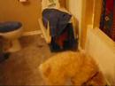 Little puppies (wheaten terrier)
