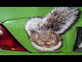 BUGSPRAYDOTCOM CAR WRAP BUGSPRAYDOTCOM CAR WRAP
