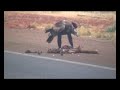 Wedgetail Eagle eating Kangaroo roadkill