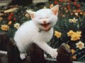 The Farting Cat