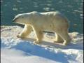 Polar Bear Love