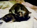 Watson and Lindy