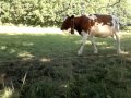 Switzerland landsburg cow bells
