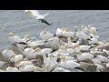 Northern Gannets at Cape St Marys