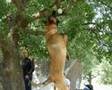 Pastor Belga Malinois video