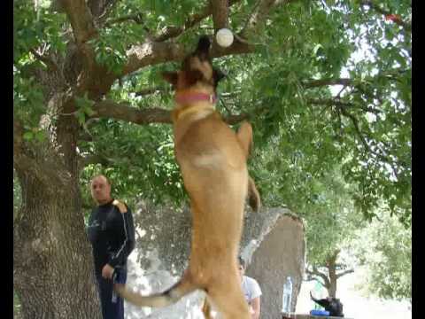 how to train police k-9