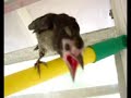 See video
