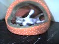 Crazy dog