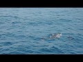 Spinner dolphin escort