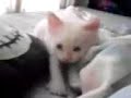 gatos cute