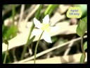 sing-garei 2/2 sing-garei 2/2