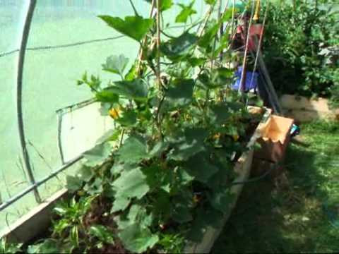 how to harvest gem squash