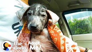 Hairless Puppy Was Found In A Trash Can, Now Is Looking For Her Forever Home | The Dodo Adopt Me! by The Dodo