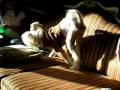 2008-12-30 | DSCN0095 ~> Our Chinese Crested dog "Skittles" and his crazy routine to get a comfy ... (01:09)