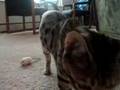 Butters-and-his-new-Mousy