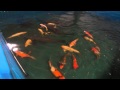 Doron's Koi, Koi Carp, Black Carp Breeding in Israel