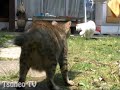 ????????????? Tsuneo&Lucky ????????????? Tsuneo&Lucky