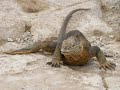 Galapagos Islads Flora & Fauna