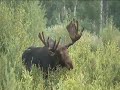 Bull Moose in the willows
