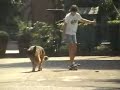 cane da traino