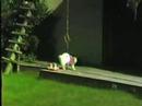 Rare 1983 Cat and Canine Show Part 2 Rare 1983 Cat and Canine Show Part 2