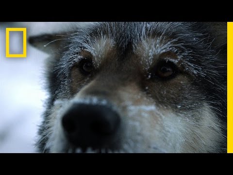 Life Below Zero: Sled Dogs