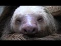 Meet The Sloths